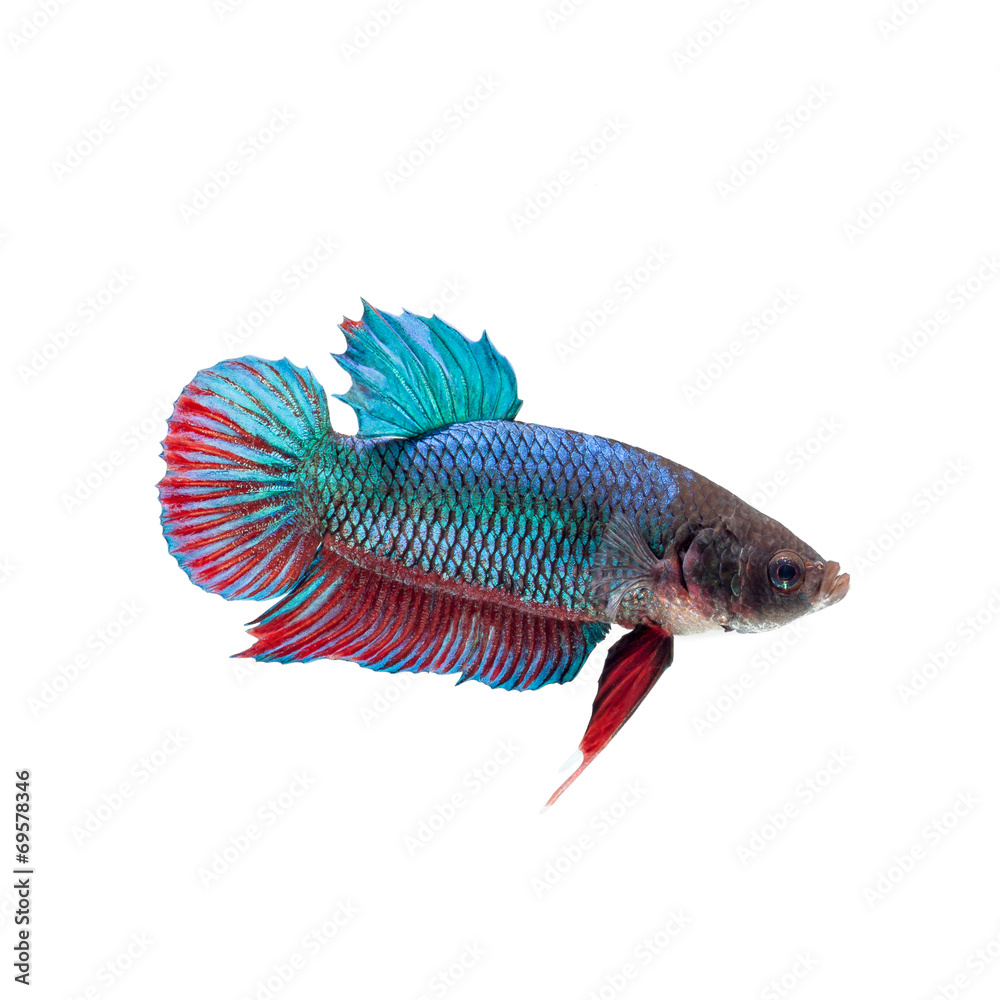 Fototapeta premium fighting fish
