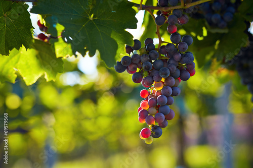 Quadro em tela Branch of red wine grapes