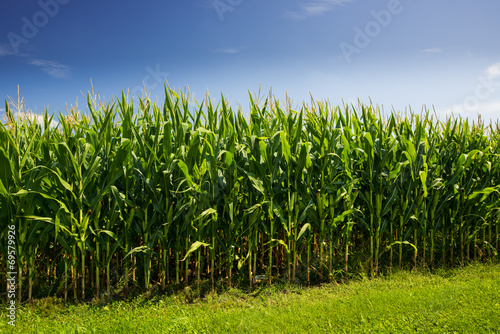 Fényképezés Corn stalks with a very blue sky showing clean energy