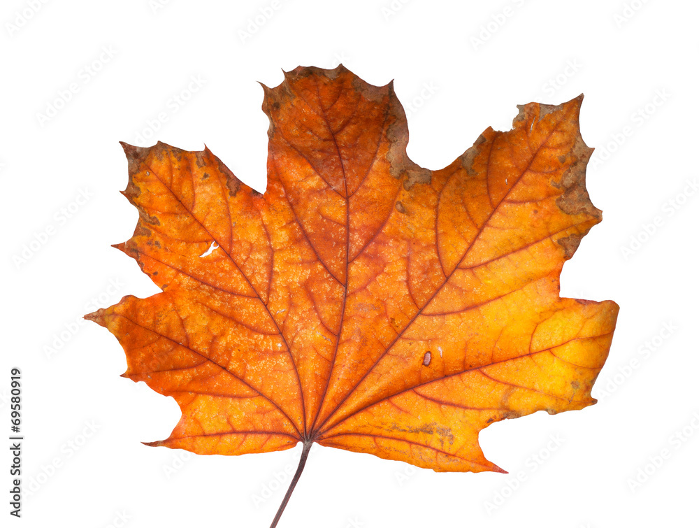 Autumn maple branch with leaves isolated on a white background Autumn maple branch with leaves isolated on a white background