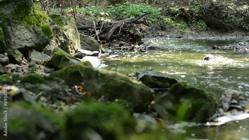 brook in the forest with stones and grass - sun rays brook in the forest with stones and grass - sun rays
