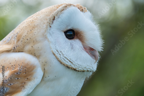 Barn Owl close up