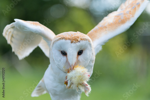 Fototapeta Naklejka Na Ścianę i Meble -  Barn Owl close up