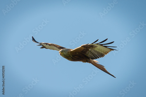 Red Kite in flight © fotogenix