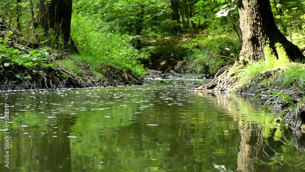 brook in forest - small flys fly above brook - sun brook in forest - small flys fly above brook - sun