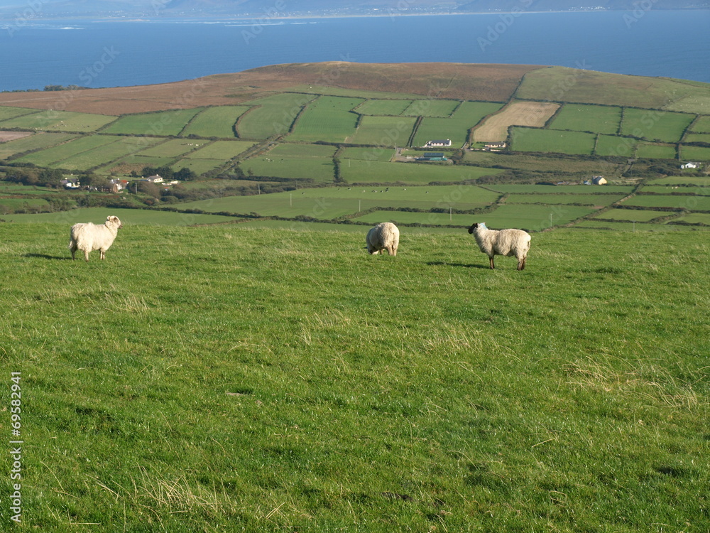 Fototapeta premium Irish sheep