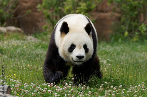 panda-23 © logan17