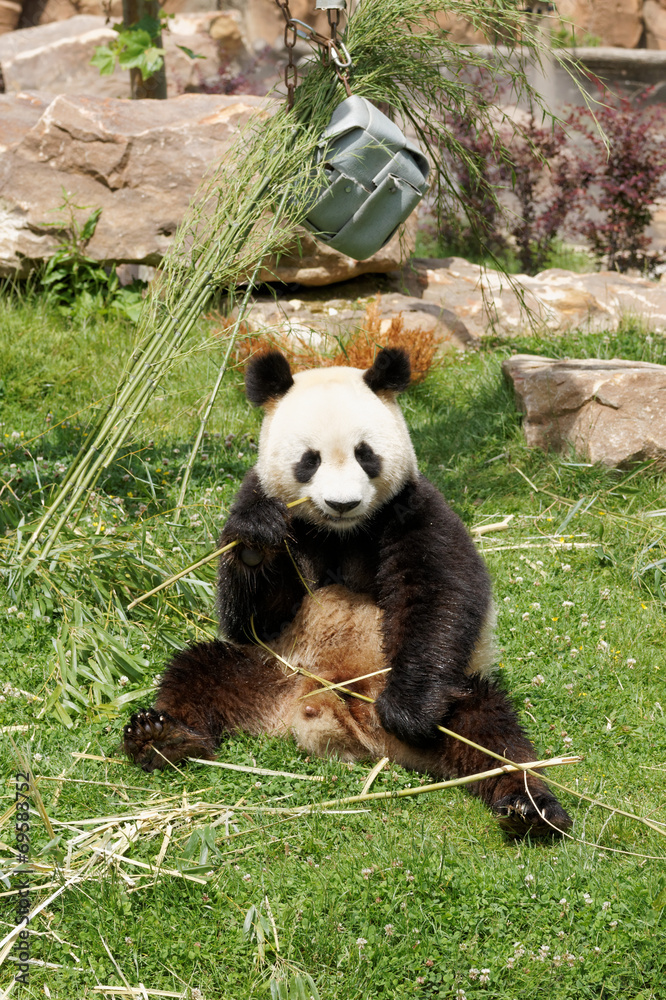 Fototapeta premium panda-32