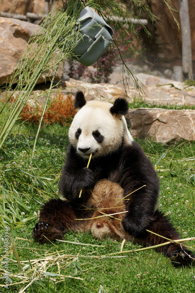 Fototapeta premium panda