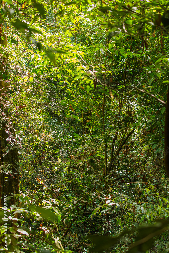 Obraz premium De jungle in Sumatra