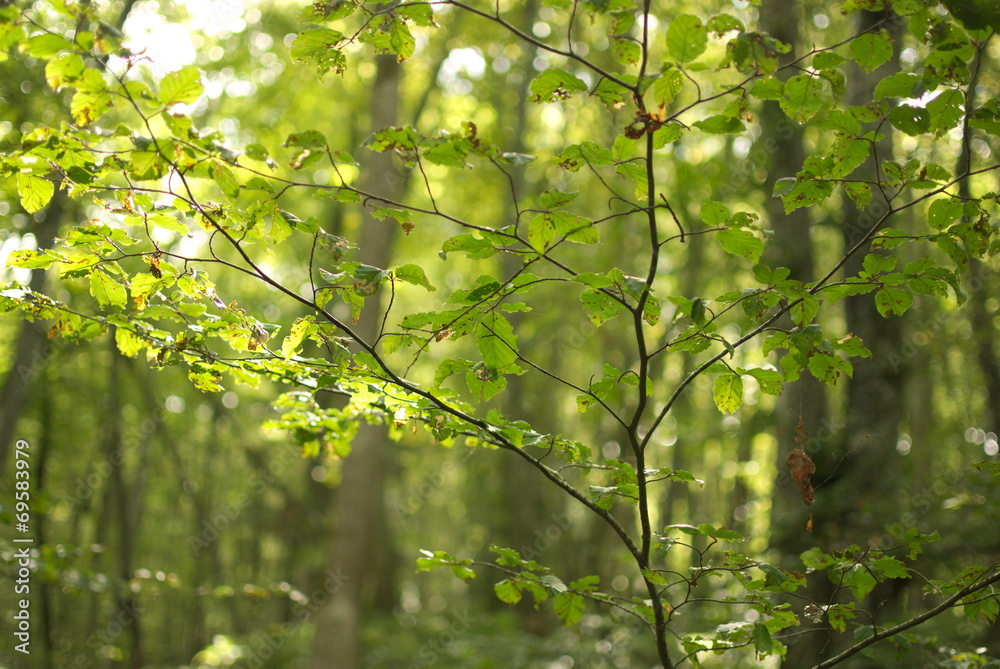 Obraz premium Forest