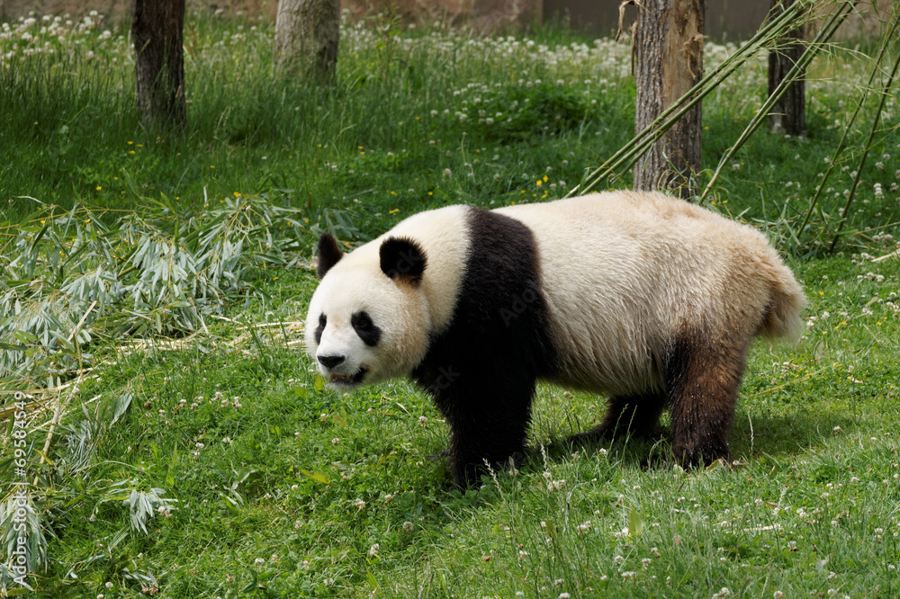 Obraz premium panda