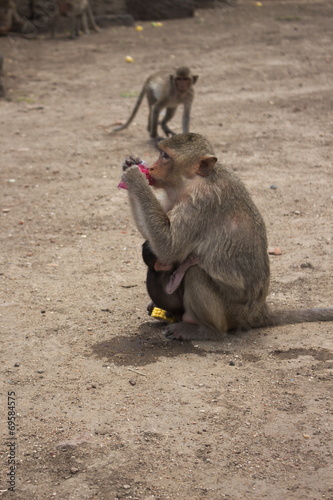 monkey lopburi thailand drink water red