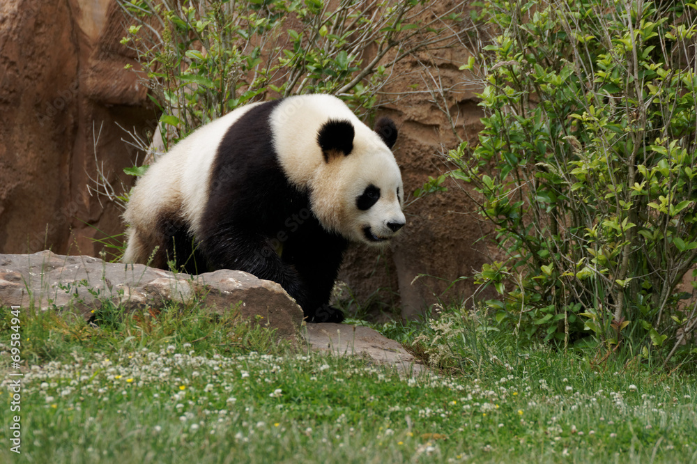 Obraz premium panda-12