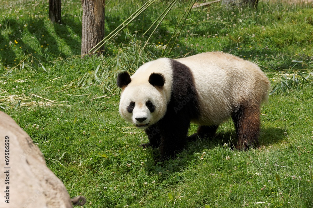 Fototapeta premium panda-33