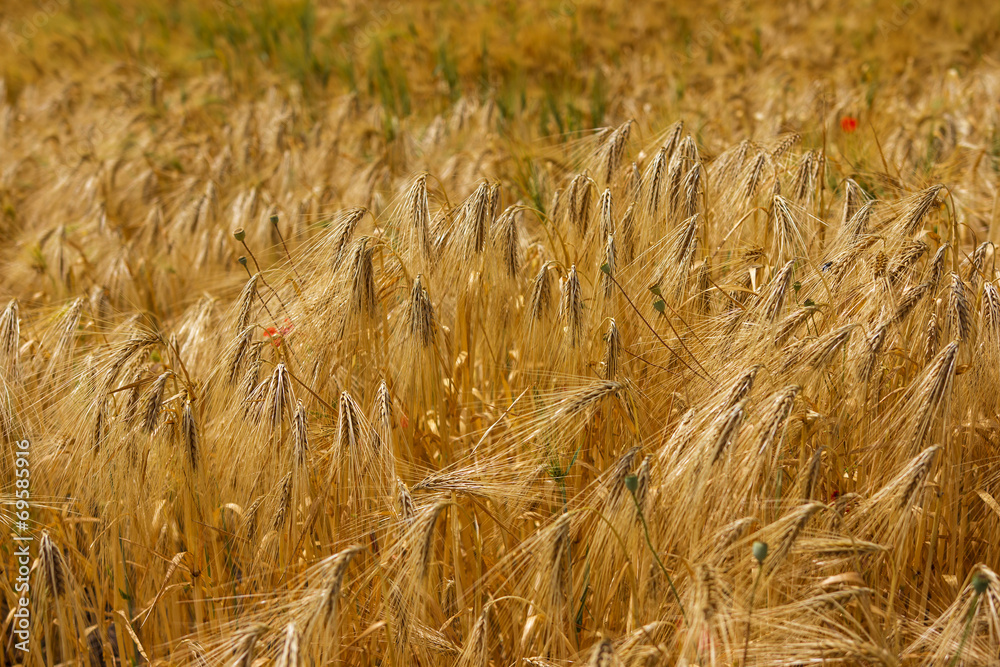 Fototapeta premium Gerstenfeld