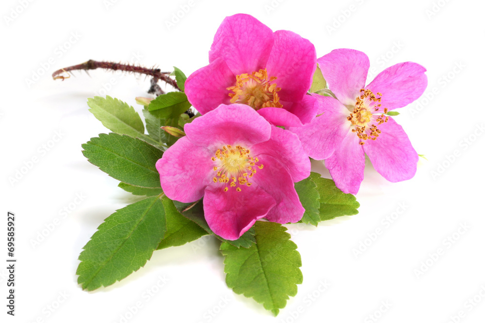 Fototapeta premium Flowers of pink dog rose with leaves