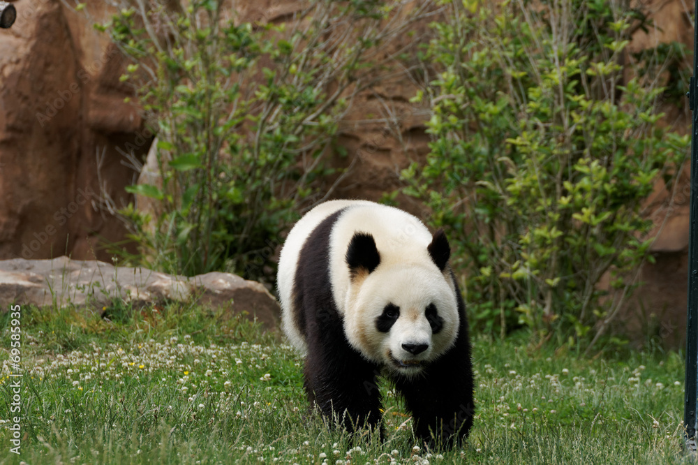 Fototapeta premium panda-500