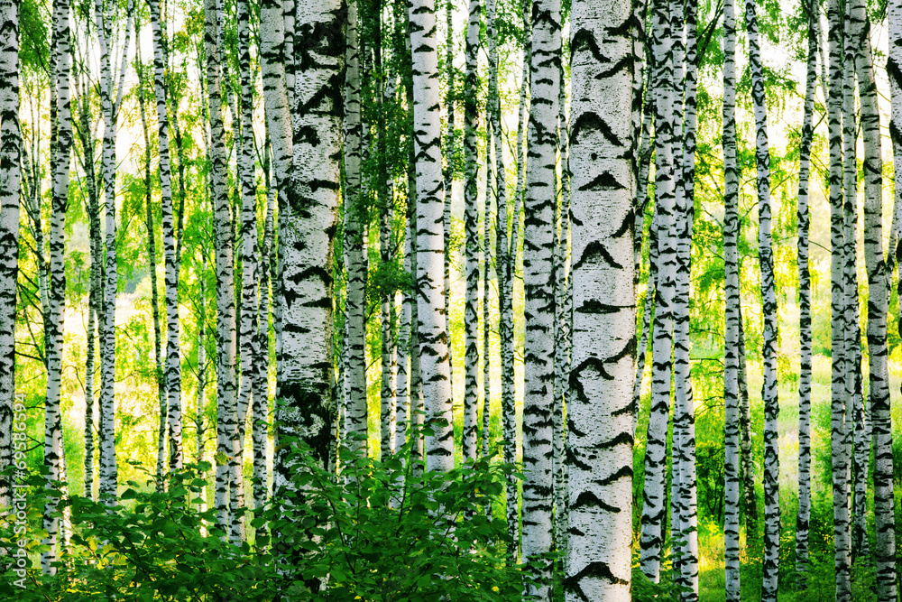 Naklejka premium forest birch
