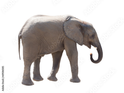 Elephant  it is isolated on a white background