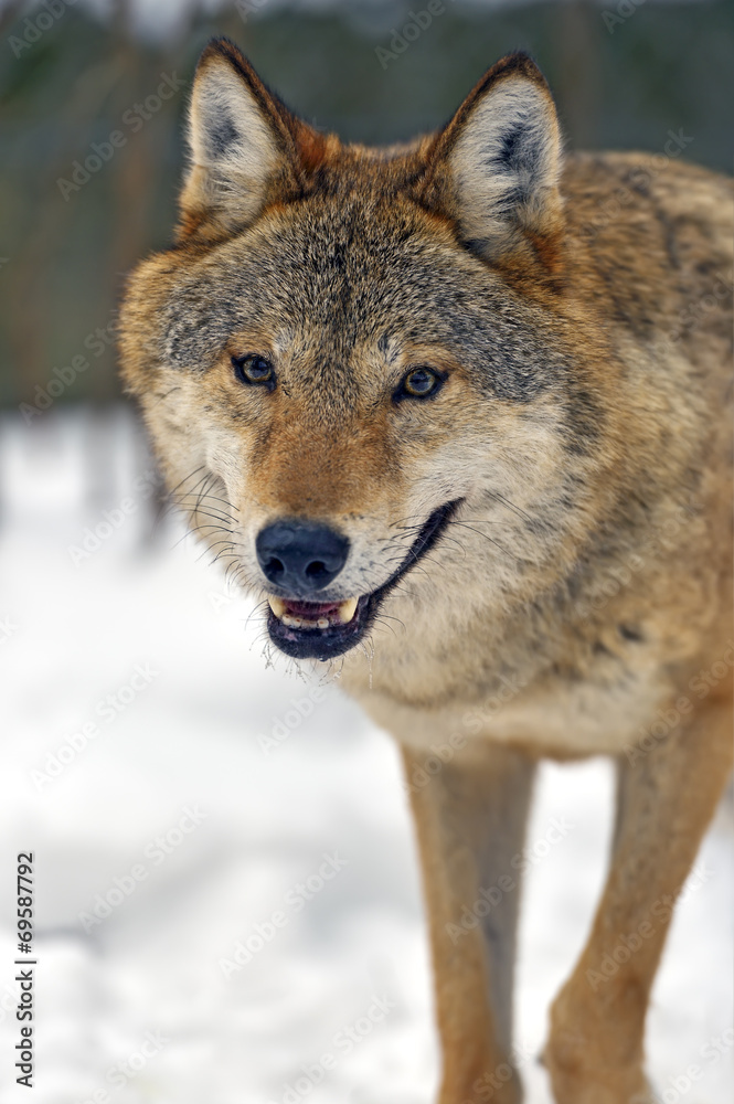 Gray Wolf