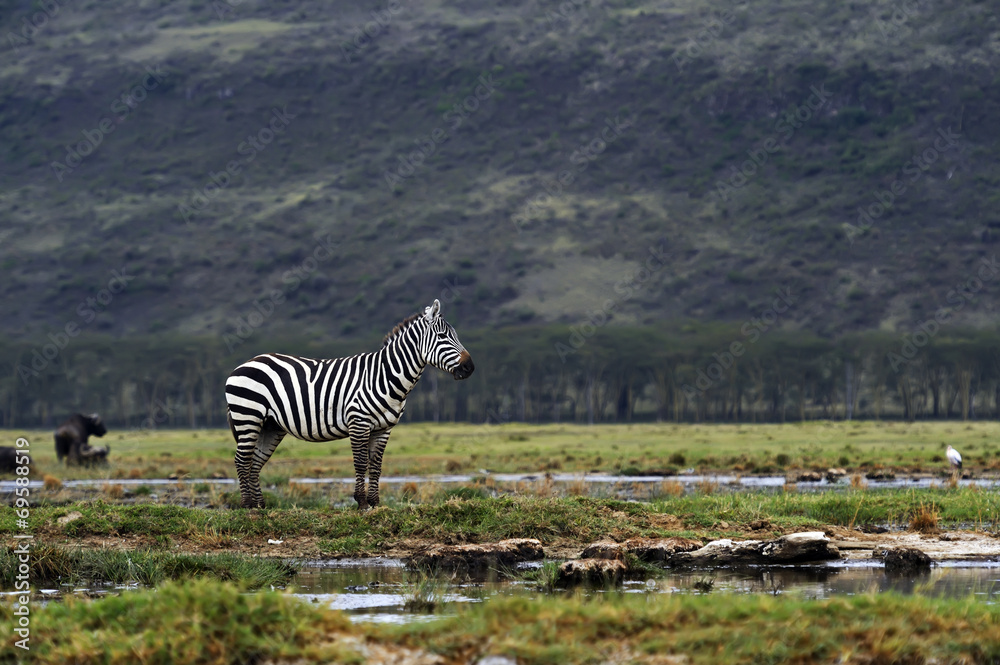 Fototapeta premium Zebra