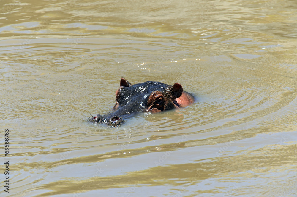 Obraz premium African hippo