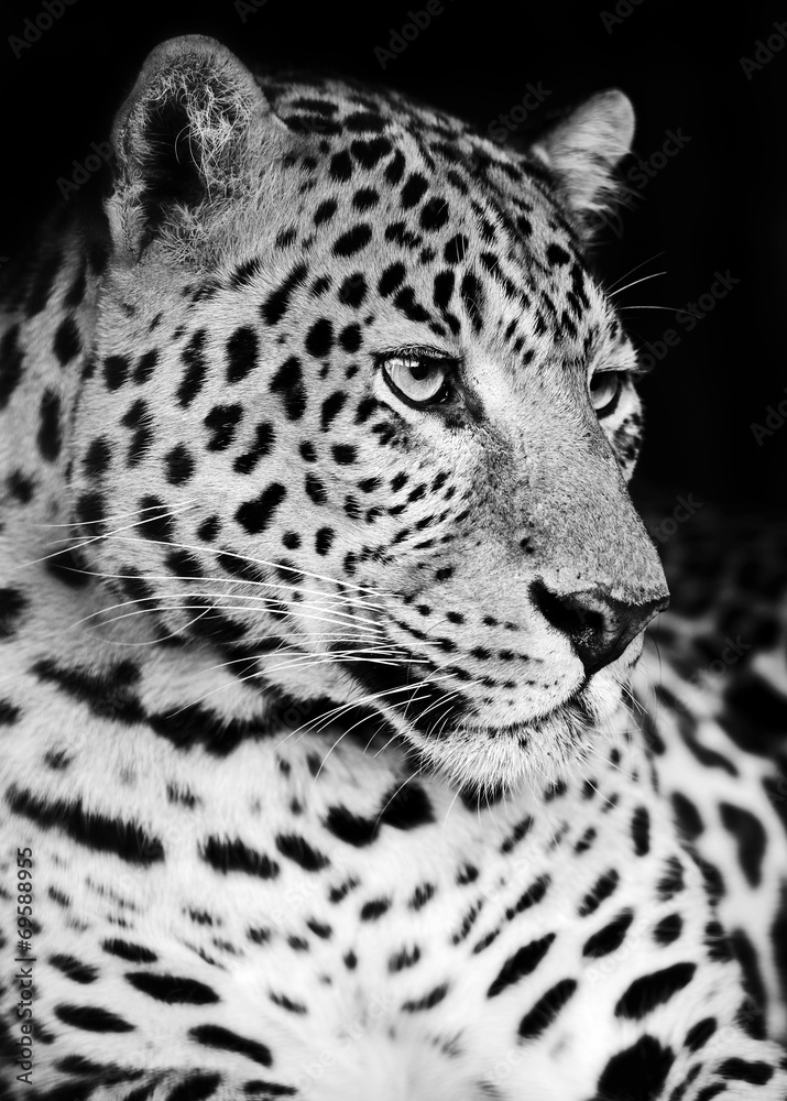 Obraz premium Leopard