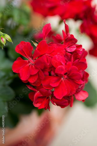 Fototapeta Naklejka Na Ścianę i Meble -  Red garden geranium flowers