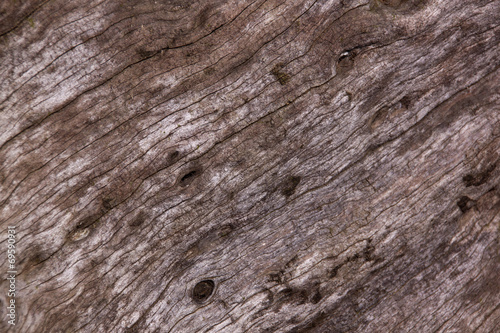 Closeup of Texture and Grain on Tamboti Stump