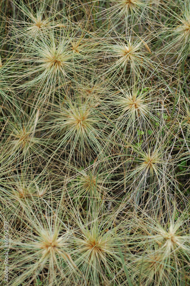 Pattern of many spinifex heads, also called tumbleweed Pattern of many spinifex heads, also called tumbleweed