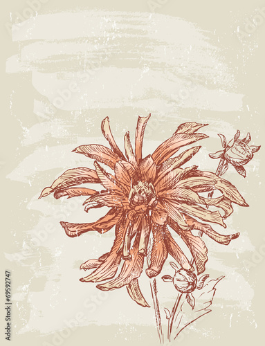 aster
