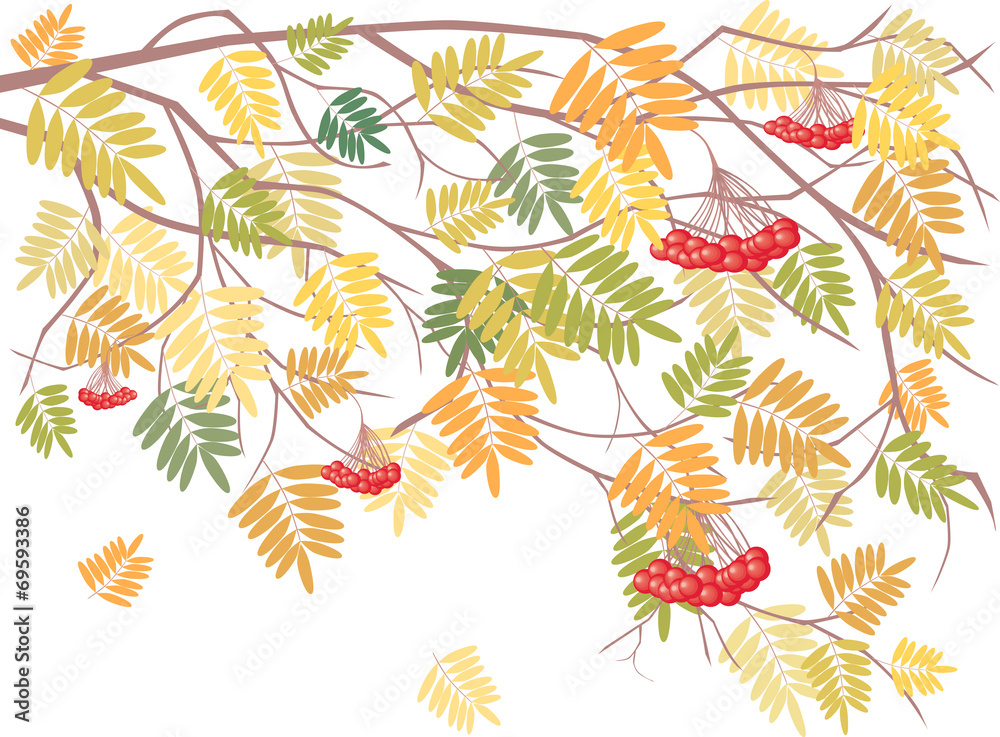 branch of ashberry branch of ashberry