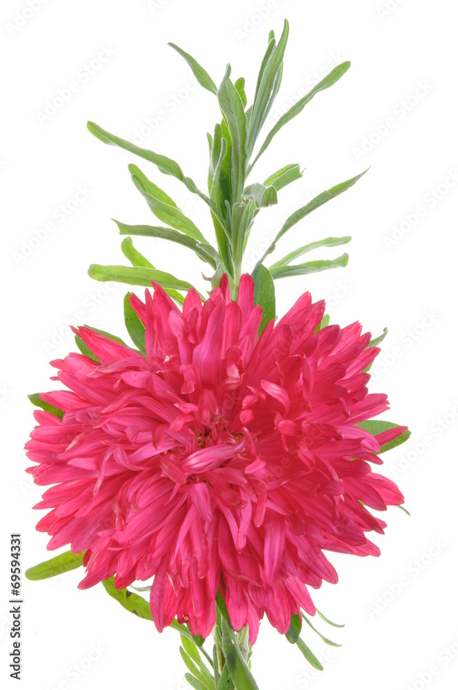 Fototapeta premium Red flower dahlia with green leaves isolated on white background