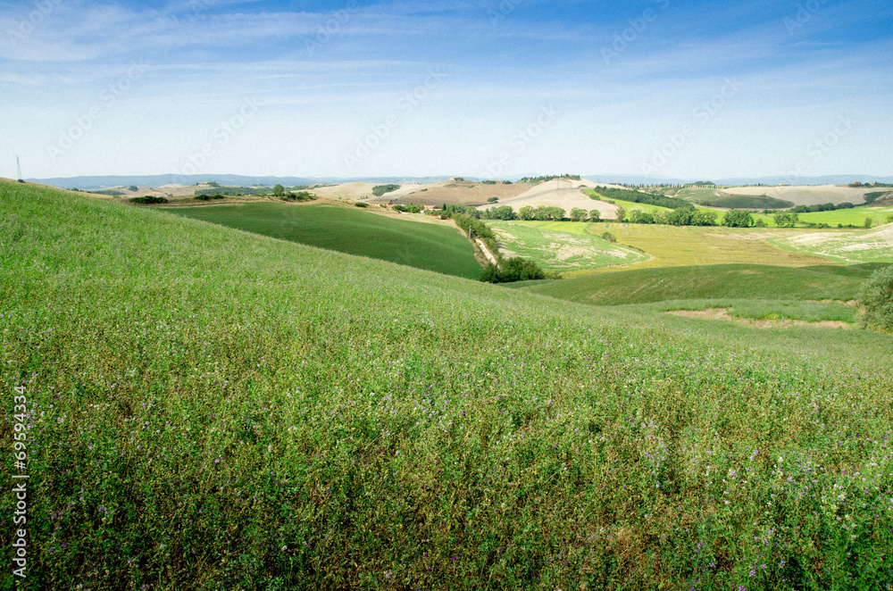 Fototapeta premium prairie toscane crete senesi