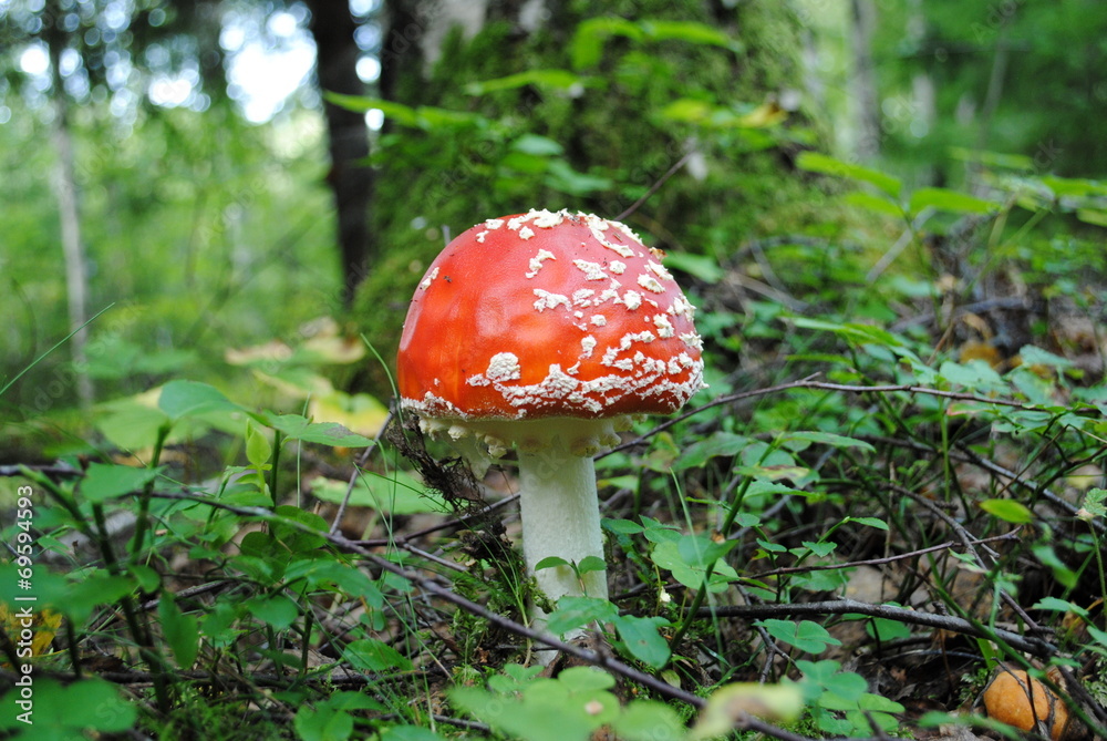 junger Roter Fliegenpilz