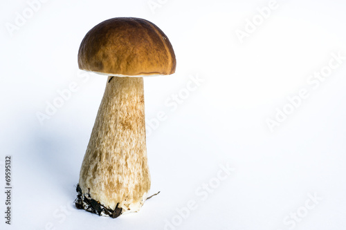 Natural forest cep