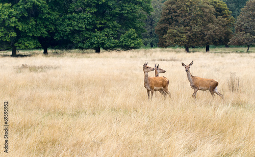 Three red deer hinds  curious  in long grass watching.