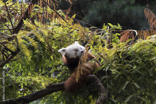 Fototapeta Naklejka Na Ścianę i Meble -  Red panda on tree