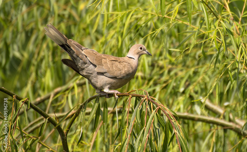 Uccello photo