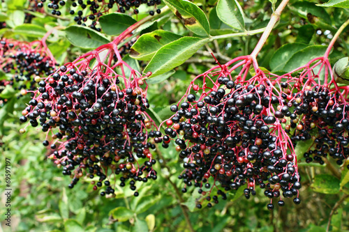 Elderberry fruits