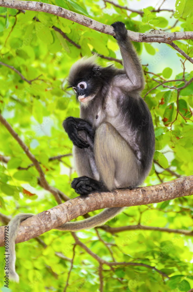 Dusky leaf monkey or Trachypithecus obscurus on tree Dusky leaf monkey or Trachypithecus obscurus on tree