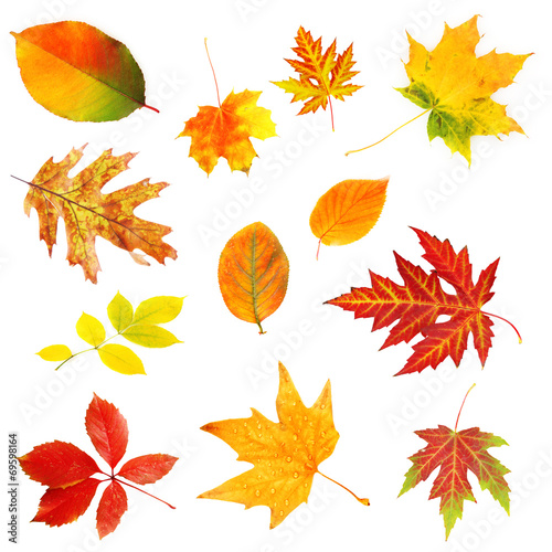 Autumn leaves collage isolated on white