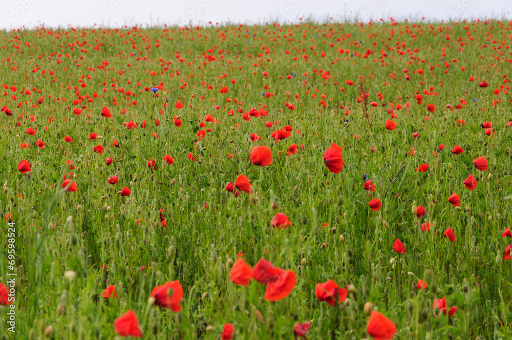 tiefroter Mohn
