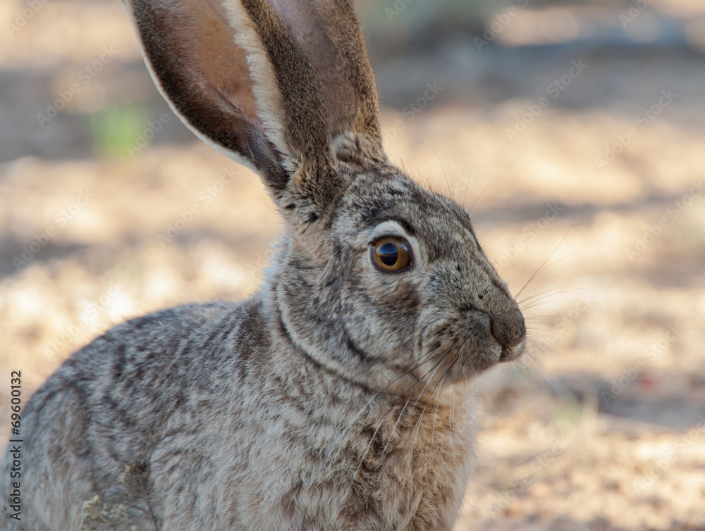 Fototapeta premium Wild Hare in desert