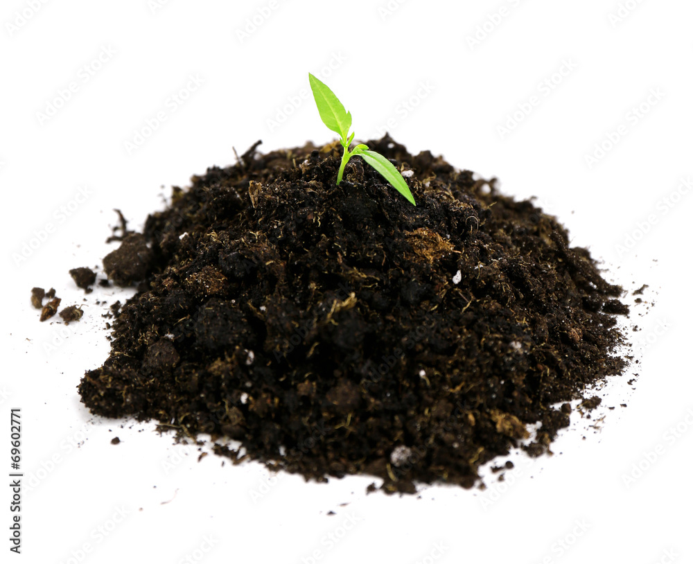 Green plant and soil, isolated on white Green plant and soil, isolated on white