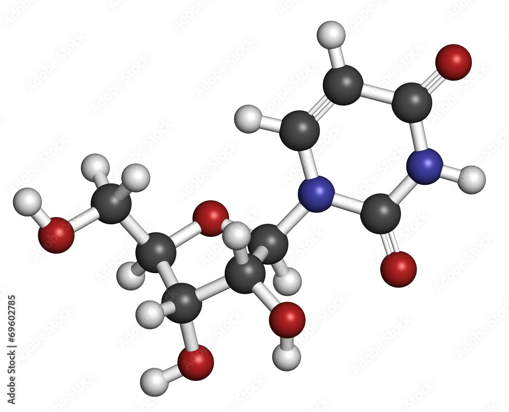 Uridine nucleoside molecule. Building block of RNA. Uridine nucleoside molecule. Building block of RNA.