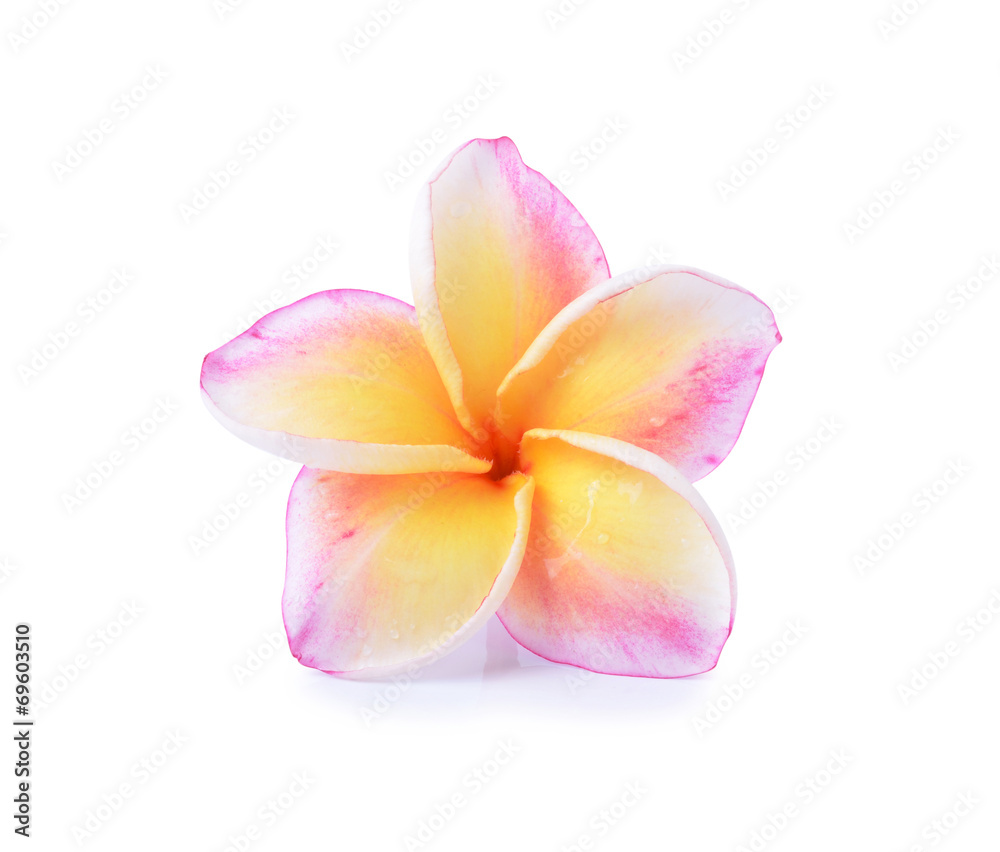 colorful plumeria flower on white