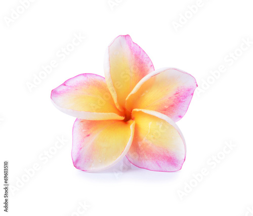 colorful plumeria flower on white