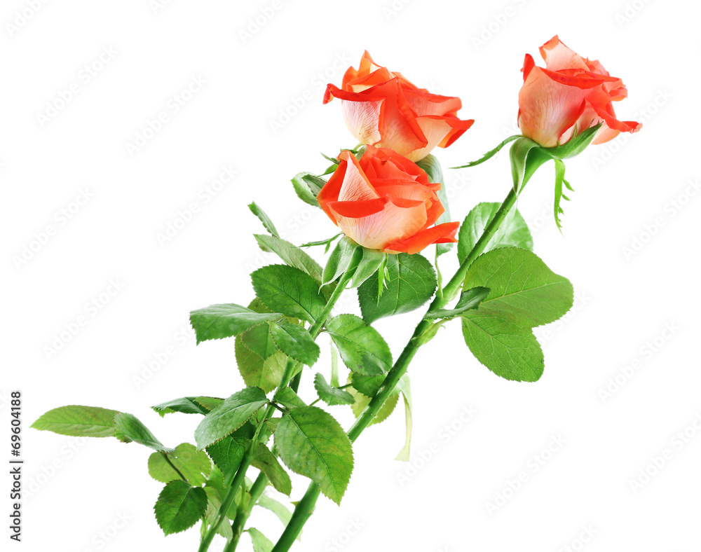 beautiful roses, isolated on white beautiful roses, isolated on white